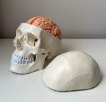 Skull Teaching Model