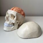 Skull Teaching Model