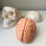 Skull Teaching Model - Image 7