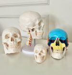 Human Skull Model - Image 2
