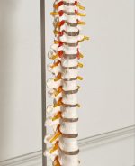 Spinal Skeleton Model - Image 2