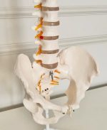 Spinal Skeleton Model - Image 5