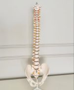 Spinal Skeleton Model - Image 4