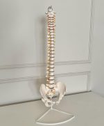 Spinal Skeleton Model - Image 3