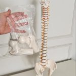 Spinal Skeleton Model