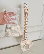 Spinal Skeleton Model