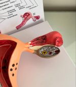 Uterus Model - Image 5