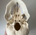Anatomical White Skull Model - Image 2