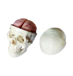 Skull Teaching Model - Image 5
