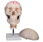 Human Skull Model