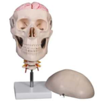 Human Skull Model